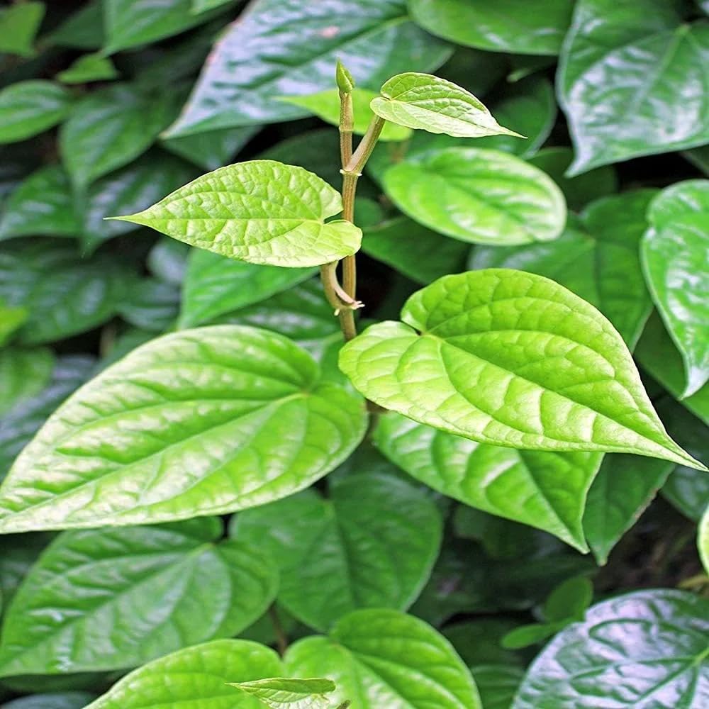 Betel Leaf Plant|Banarasi Maghai Paan Plant|Magai Paan Plant|Sweet Betel Leaf Plant|Tamalapaku chattu Plant|Vetrilai Plant|viledelegida Plant|Paan Leaf Plant (B0D8GWP36H) Amazon Price History, Amazon Price Tracker