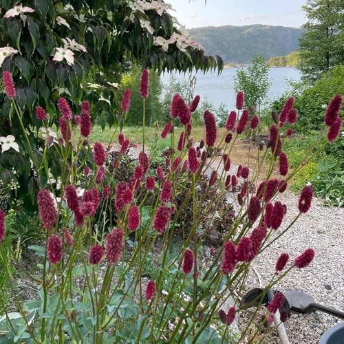 semillas de reina de los prados, macetas resistentes exóticas para lugares soleados semillas medicinales productos sostenibles Decoración jardín 100pcs