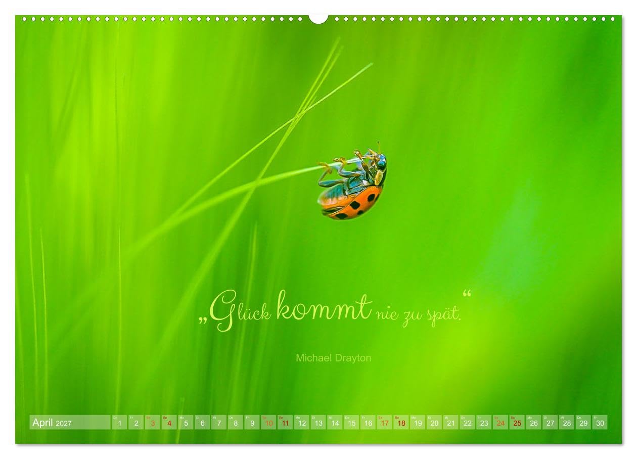 CALVENDO - Marienkäfer & Zitate - Sieben Punkte zum Glück (hochwertiger Premium Wandkalender 2027 DIN A2 quer), Kunstdruck in Hochglanz: Glückskäfer-Kalender: Zitate und Fotos