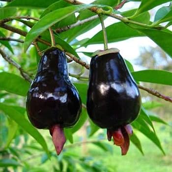 Amazon.co.jp: セレージャ(ブラジルのイチゴの木)の苗木 【果樹