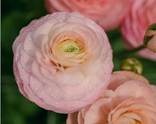 Ranunculus Pastel Pink Ranunculus Corms 35+ Seeds - Perfect for Planting and Gifting