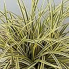 10 x Carex morrowii ‘Vanilla Ice’ (siergras/grassen/planken) bodembedekkers