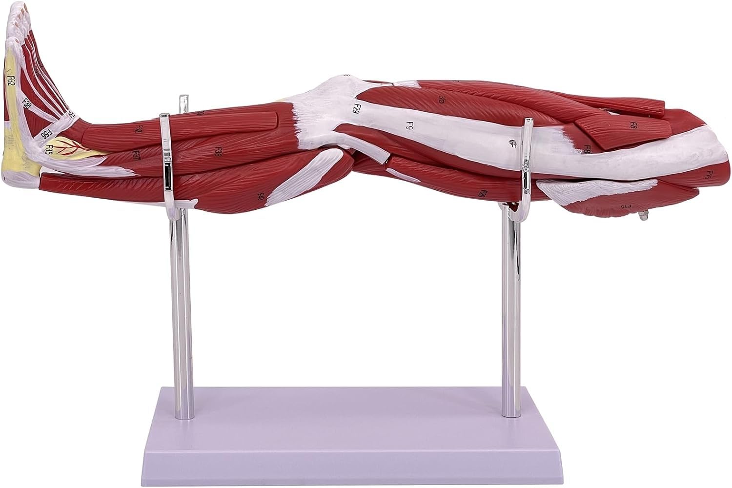 Modello anatomico del muscolo della gamba umana, modello anatomico dell'arto inferiore staccabile in 10 parti, con base for marcatura digitale e supporto, come ausilio didattico in classe.