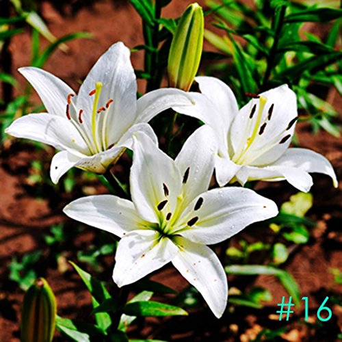 Pinkdose Color 16: Meflying Black Eye Asiatic Lily...