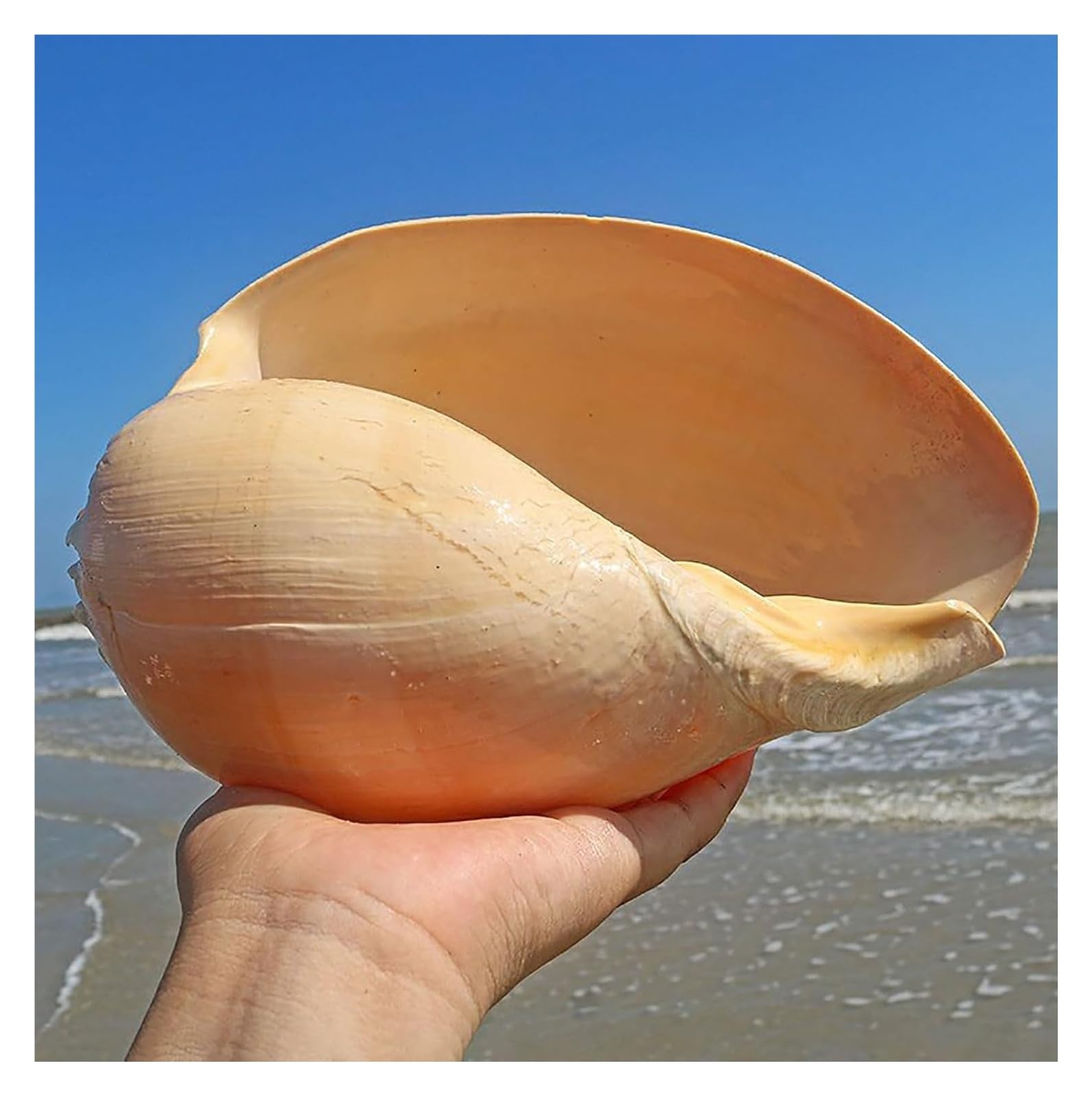 Coquillages naturels, coquillages de plage géants, parfaits for la décoration d'un aquarium, d'un mariage, d'une fête sur le thème de la plage, for la maison, les loisirs créatifs et les plantes aérie