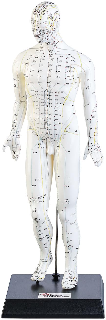newgen medicals Akupunkturpuppen: Akupunktur-Figuren 2er-Set (Mann/Frau) (Akupunktur Modell, Modell Frau, Gesundheit)