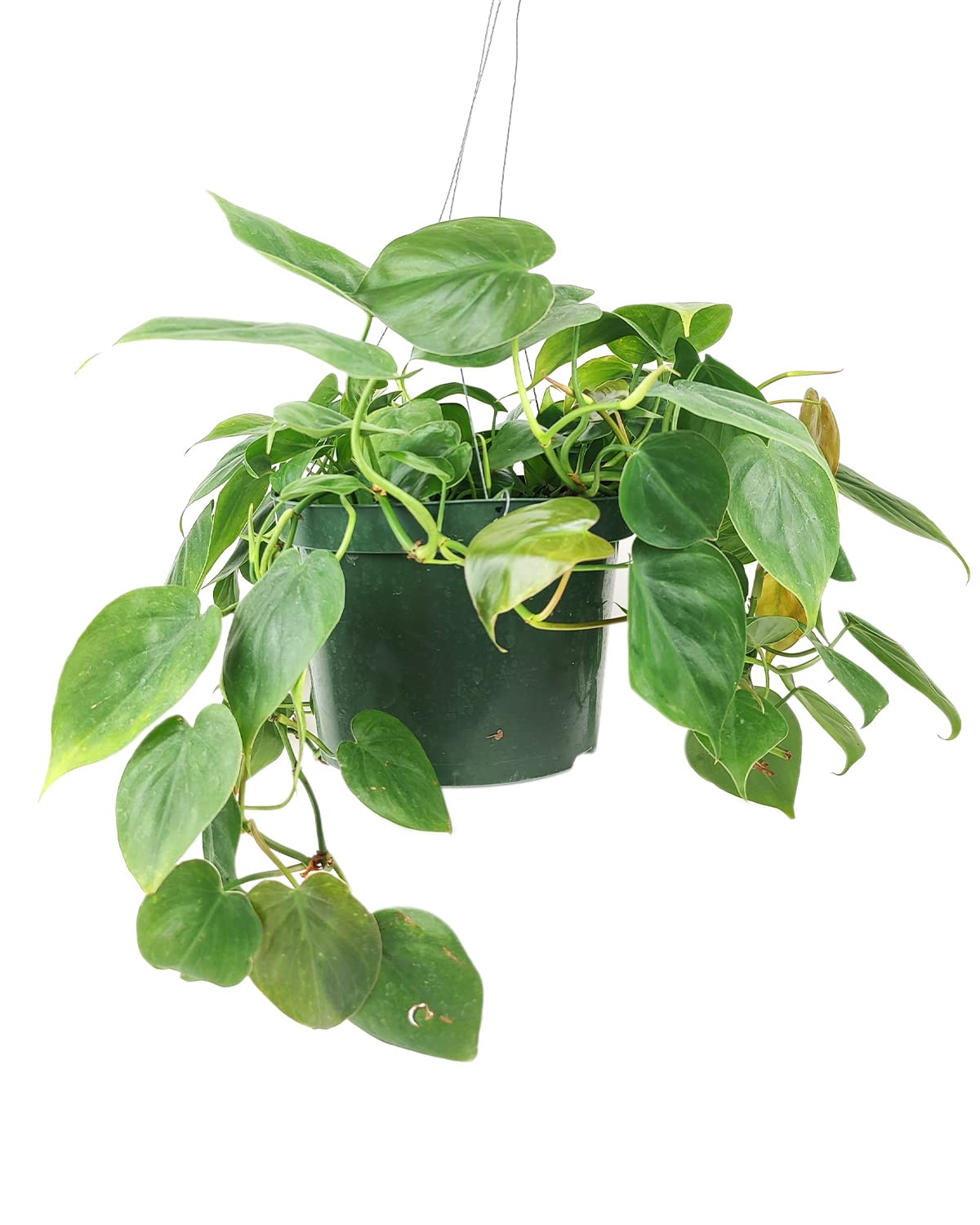 teardrop succulent plant #34 Senecio teardrops