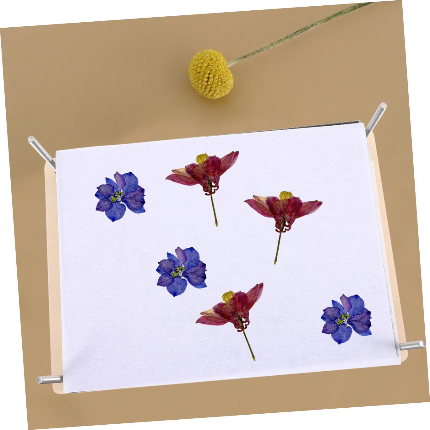 LABRIMP Blumenpressset mit Zubehör für Pflanzen Blumenpresse-set für DIY Presswerkzeug für Blumen Blättern und Früchte Inklusive Trocknungsgerät für Gepresste Trockenblumen