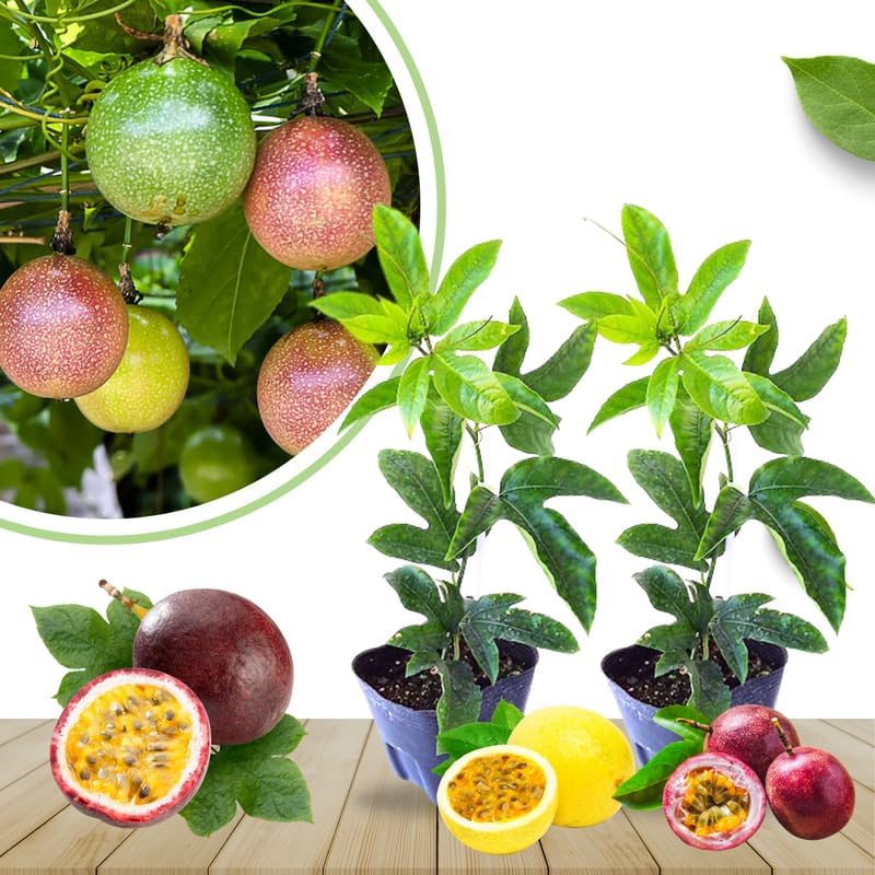 Mixed Passionfruit Tree Live Plant, Passion Fruit Vine for Planting, 4-8 Inches Tall