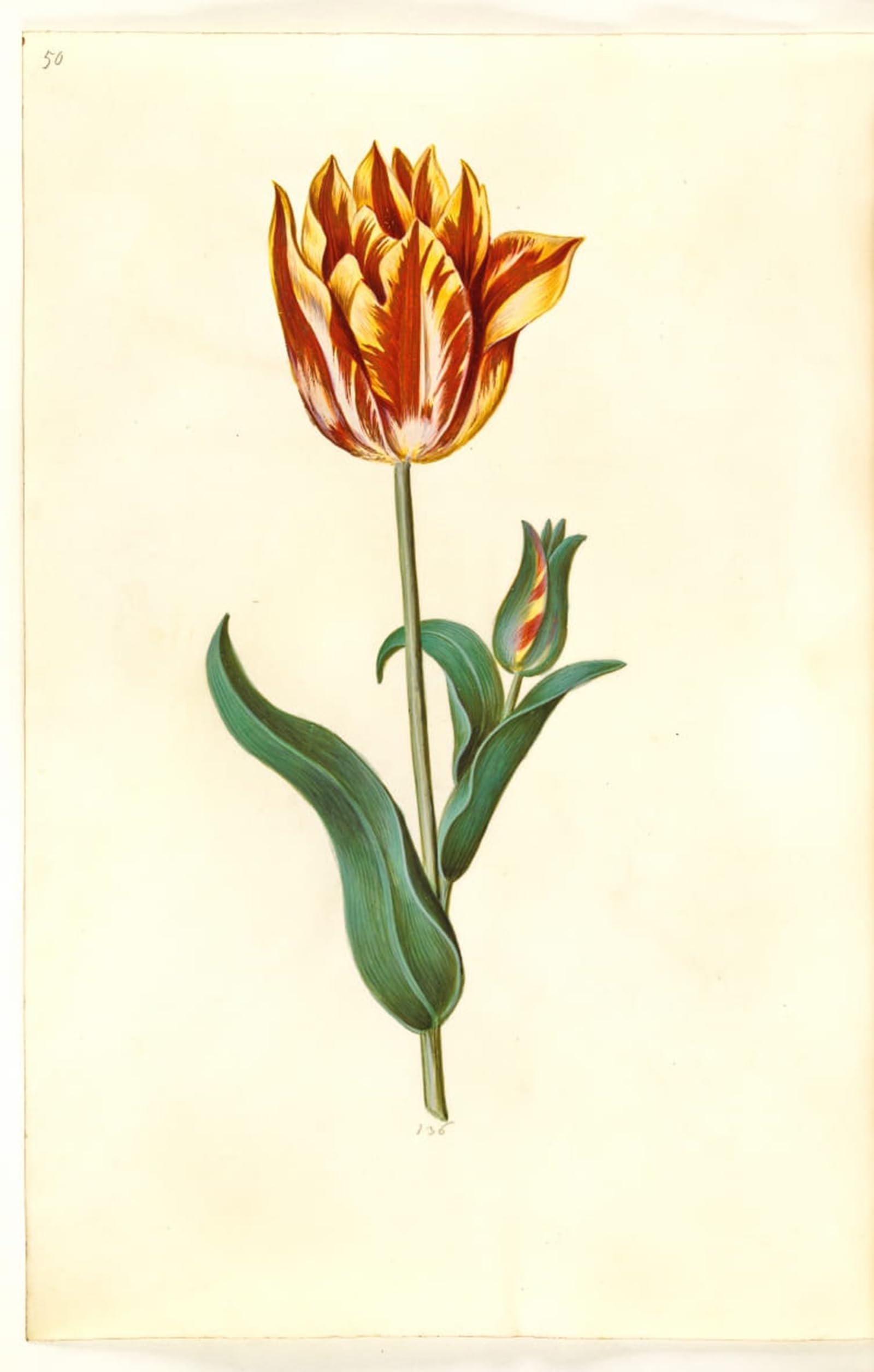 POSTERIIk Famous Modern Artwork Art Mural Tulipa Gesneriana by Hans Simon Holtzbecker Oil Paintings Pictures for Home Decor 60x90cm