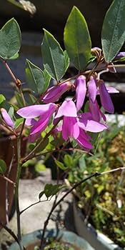 Amazon.co.jp: 小品盆栽山野草 庭藤（ニワフジ） 紅紫色の花