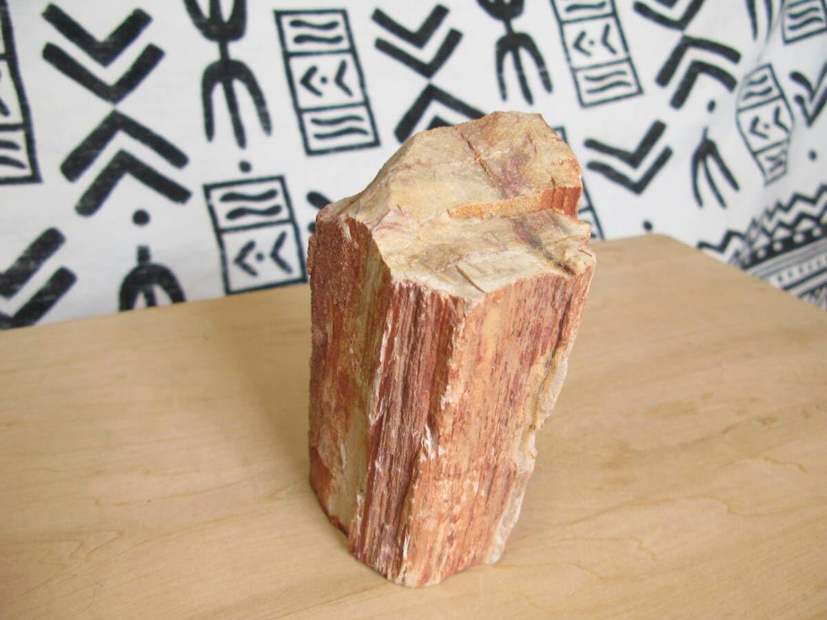 珪化木 Amazon | 珪化木木の化石非研磨大きさ約12x7．3x6