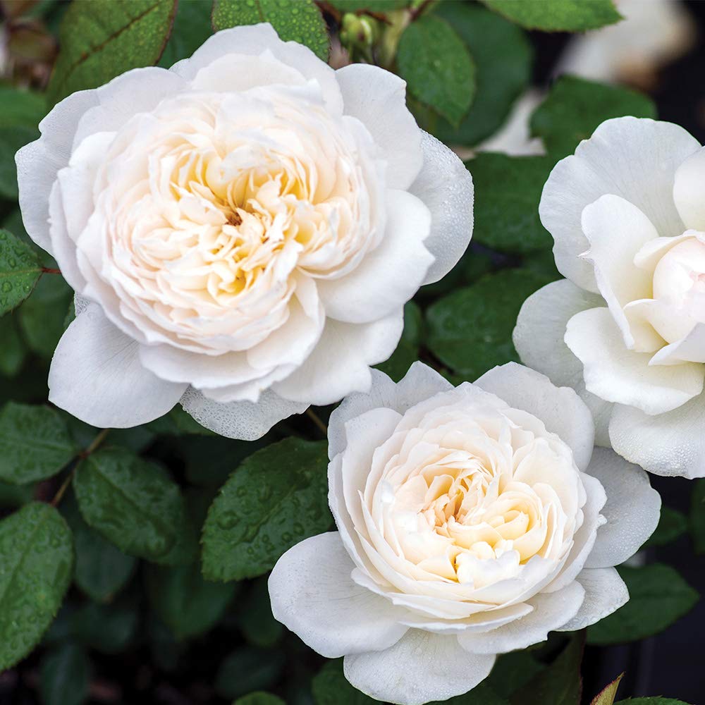 Rose Garden ボレロ Amazon.com : Heirloom Floribunda Roses, Live Own Root Plant for