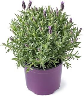 Lavender Plants - 'Fathead' - 1 x Full Plant in a 10.5cm Pot - Garden Ready + Ready to Plant - Premium Quality Plants