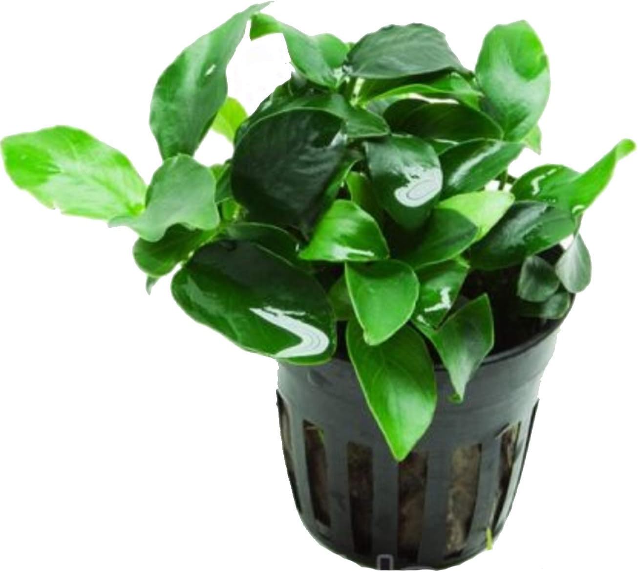 Anubias petite 25~35 leaves - Live aquaric plant fish tank(The plant pot excluded)No pesticides