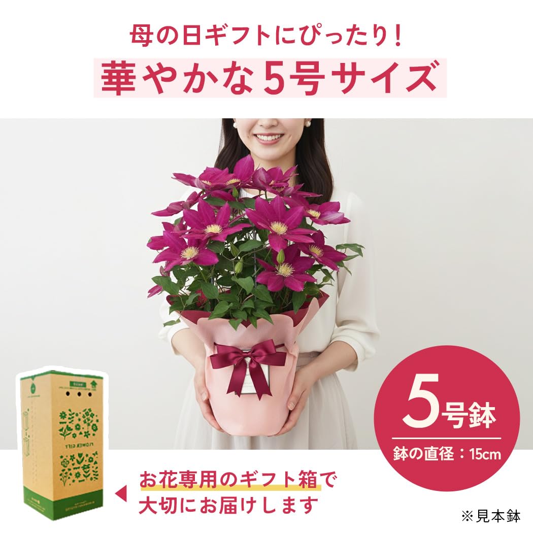 Amazon.co.jp: 【心を込めて贈る】 母の日 花 クレマチス 紅姫 5号鉢
