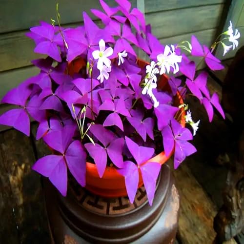Breoudo 20Pcs Oxalis Bulbs for Planting Purple Shamrocks Bulbs Triangularis Lucky Lovely Flowers Oxalis Triangularis for Pots, Indoor, Outdoor, Garden, Easy to Grow Breoudo 20Pcs Oxalis Bulbs for Planting Purple Shamrocks Bulbs Triangularis Lucky Lovely Flowers Oxalis Triangularis for Pots, Indoor, Outdoor, Garden, Easy to Grow
