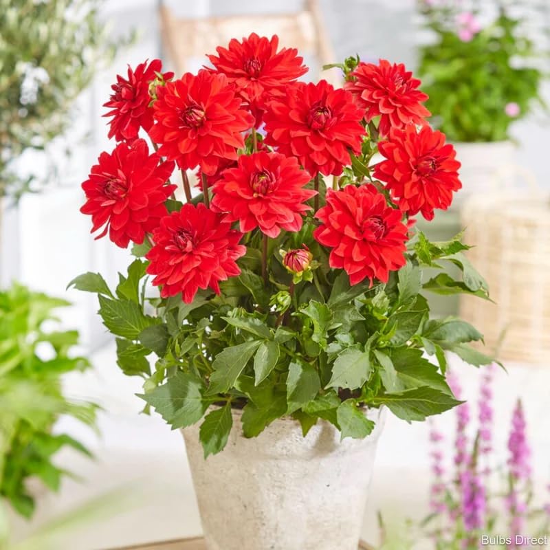 Amazon.com : Votaniki Decorative Dahlia Heatwave Tubers for
