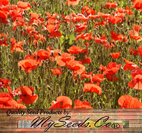 Big Pack Landscape Seeds - Red Poppy Heavy Bloomer Flower Seeds - Papaver Rhoeas By Myseeds.co (Big Pack Red Poppy) #TOP4