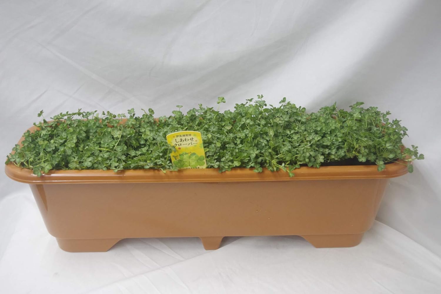 幸せ の 四つ葉 クローバー 植え込み 63センチ 【人気沸騰】 プランター