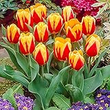 Estos bulbos de tulipán son ricos en nutrientes y garantizan un fuerte crecimiento.