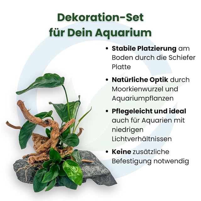 Foto 4 de 5 de AquaOne Plantas Anubias en raíz de Moorkien con pizarra Aquascaping