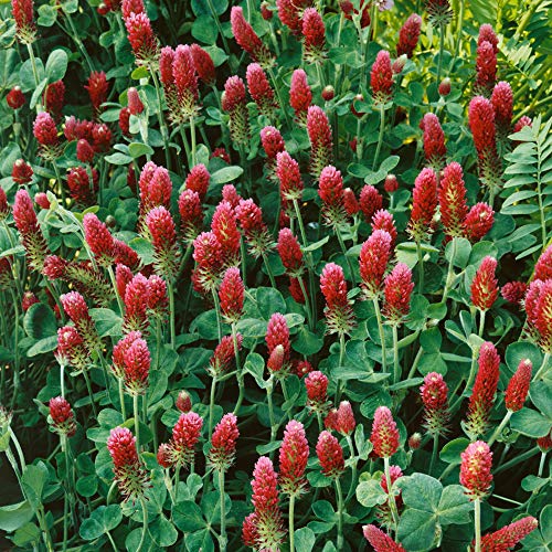 Outsidepride Crimson Clover Legume Seed For Pasture, Hay, Green Manure, Cover Crop, Wildlife Forage, & More - 5 Lbs #TOP3