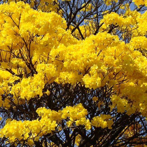 AMK Jardinagem e Paisagismo, Muda de Ipê Amarelo 20 a 40cm AMK - Plantas Online