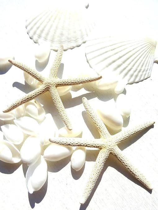 海のプレースマット 水彩 ホワイト 扇子 貝殻 ヒトデ ホタテ貝 貝殻 貝殻 貝殻 貝殻 海 生き物 風景 海洋 ヒトデ 海岸 プレースマット 航海 正規激安