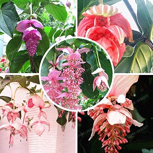 WANCHEN 100 Pcs Pink Medinilla Magnifica Seeds Beautiful Flower Seeds Garden Plant The Budding Rate 95%+ Rare Flower for Kid