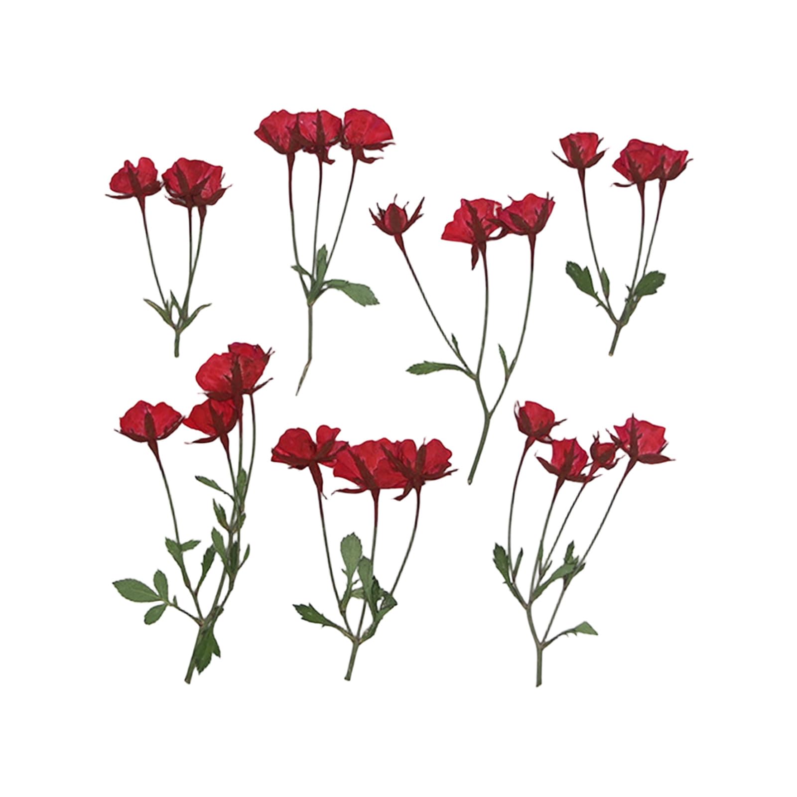 JSGHGDF Of 36 Pressed Flower Branches Realistic Plant Specimens for Wedding Party and Home Decoration Condensed Flower Specimens