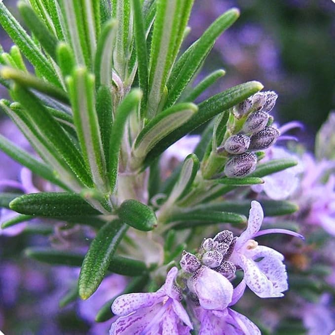 Image of Rosemary Plant with Pot, Live Organic Herb for Garden, Kitchen and Hair Care