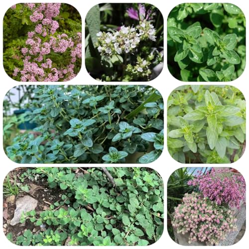 semillas de orégano - jardín interior maceta semillas de hortalizas flores jardín hortalizas plantas herbáceas plantas flores planta decorativa hierbas jardín hierbas orgánicas 900pcs