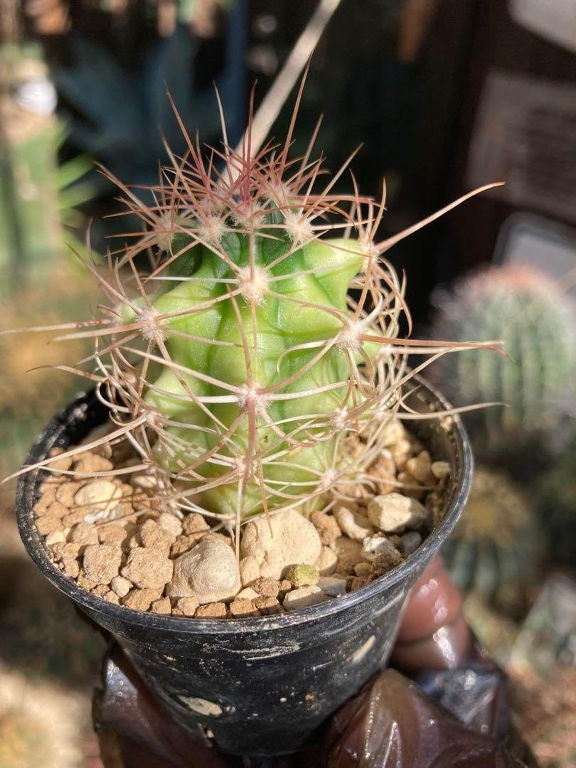 フェロカクタス　斑入り フェロカクタス斑入り鯱頭◇多肉サボテン錦ドライガーデン アガベ