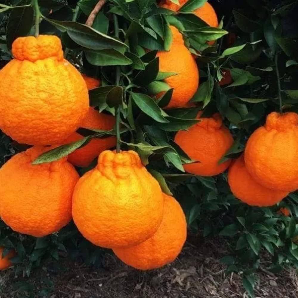 ONLINE PLANT BAZAR Original Japanese Dekopon/Sumo Orange Grafted Live Plant-DP1-image-38