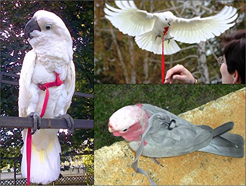 Image of The AVIATOR Pet Bird Harness and Leash: Medium Purple