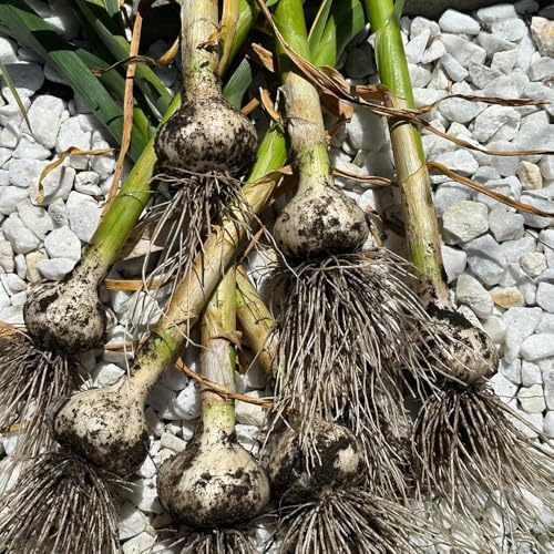Semi d'aglio - aglio da piantare, di aglio, rare giardino di balcone serra semi regali per gli amanti del giardino da roccioso resistenti sul balcone 150pcs