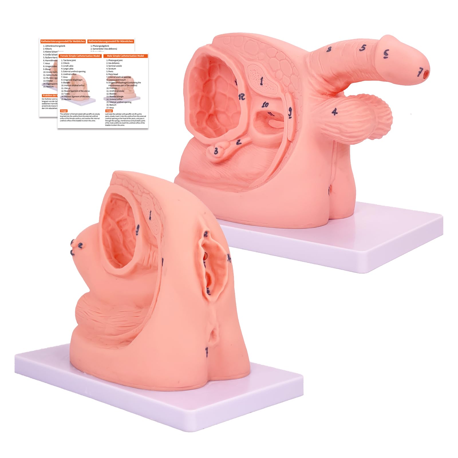 Anatomie - Katheterisierungsmodell, Männliches Weibliches Katheterisierungsmodell Internales und externes Genitalien Anatomie Modell für klinische Lehre und praktische Ausbildung