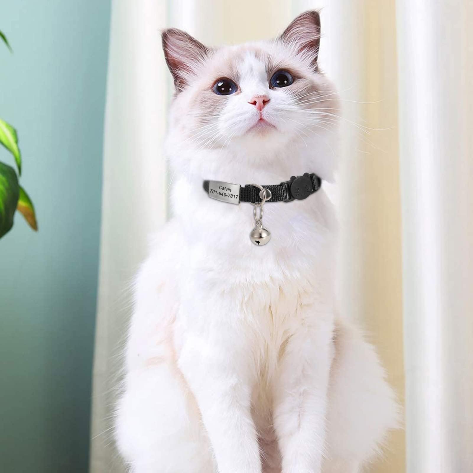 kitten collar with name