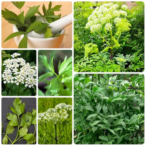 Semi di levistico - acquistare semi di levistico, biologiche di giardino cucina perenni 500pcs