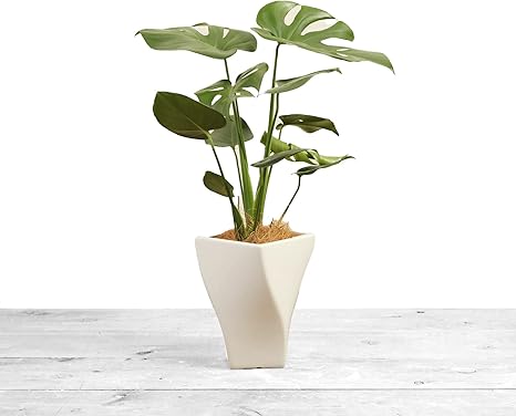 Amazon モンステラ 6号 陶器鉢 受け皿付 観葉植物 本物 ホウライショウ 蓬莱蕉 インテリアグリーン シンボルツリー ギフト プレゼント Hanapochi ハナポチ 観葉植物 オンライン通販