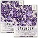 Package of 500 Seeds, Blue Hidcote Lavender (Lavandula angustifolia) Non-GMO Seeds by Seed Needs