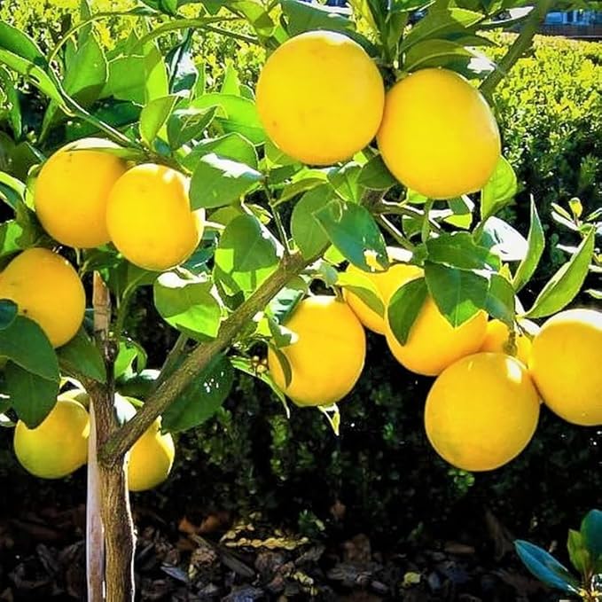Grafted Meyer Lemon Tree, Meyer Lemon Trees Live Plants, 3 to 4 FT Tall,Meyer Lemon