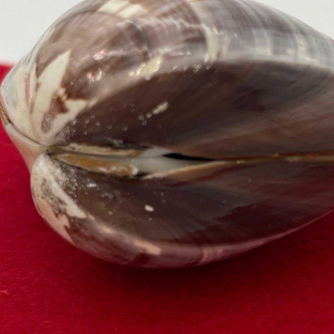 雛人形　桃の節句　雛道具　花柄 お琴と小貝セット