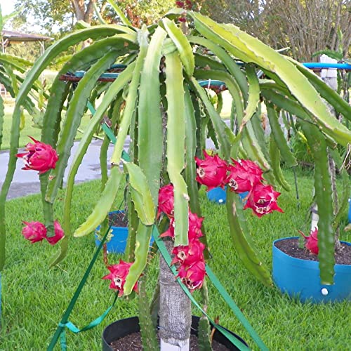 Dragon Fruit Tree - Live Plant In A 6 Inch Pot - Hylocereous Undatus - Edible Tropical Fruit Plant From Florida #TOP1