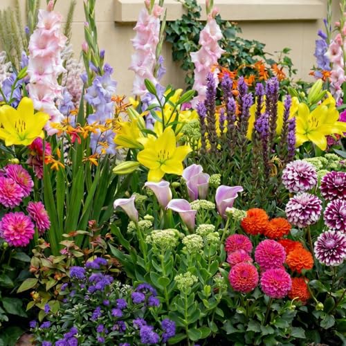 Summer Bulbes Budget Collection - 50 Bulbes de Fleurs à Planter Exterieur - Vivaces & Rustique - Plante Exterieur Jardin - Naturelle Plantes de Hollande (pas...
