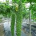Futaba® Chinese Bitter Gourd Cucurbitaceous an Annual Climbing Herbs 50 Seeds