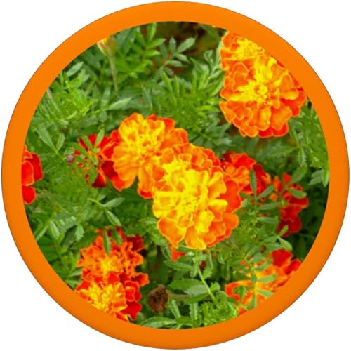 Miniatura 3 de Flor Jardín Naranja Amarillo Marigolds Tagetes Perennial - PopSockets Grip y soporte para teléfonos y tabletas