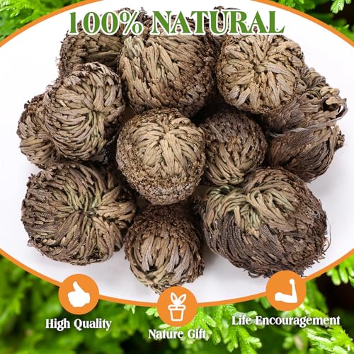 Nuanchu 12 Pack Rose of Jericho Planta de Resurrección Secada miniatura 5