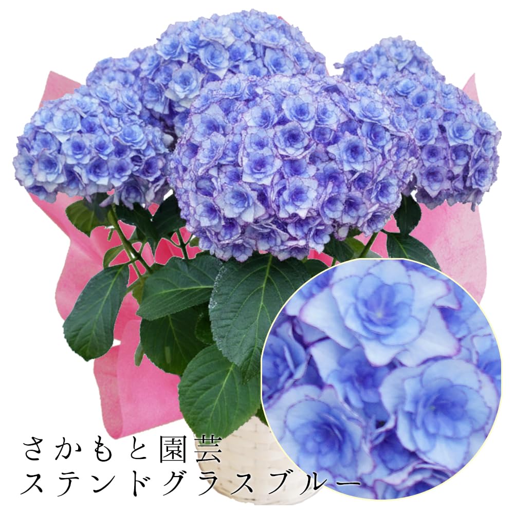 ステンドグラス花瓶＆紫陽花.ミモザ Amazon.co.jp: ステンドグラスブルー さかもと園芸 達人のあじさい 母